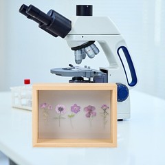 Insect Specimen Box Beige Plastic Rectangular Scientists 1Pack 7.1*5.3*2.2in
