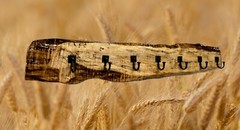 Very Rustic Live Edge Spalted Maple Coat Rack With 7 Contemporary Coat Hooks